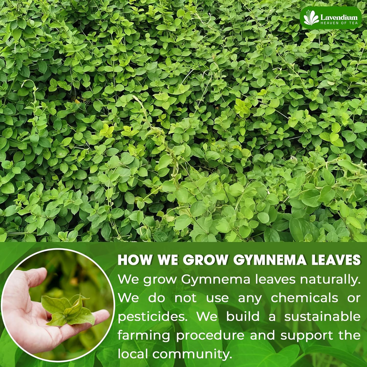 Premium Gymnema Leaf Tea Bags for Diabetics, 100% Natural &amp; Pure from Gymnema Leaves. by FreshDrinkUS - Natural and Premium Herbal Tea