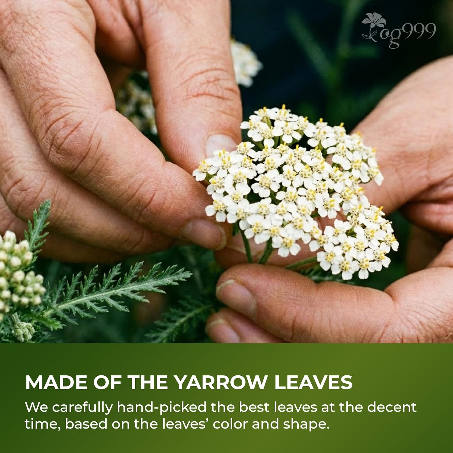 Premium Yarrow Tea Leaves | Naturally Aromatic, Freshly Packed Loose Leaf Yarrow by FreshDrinkUS - Natural and Premium Herbal Tea