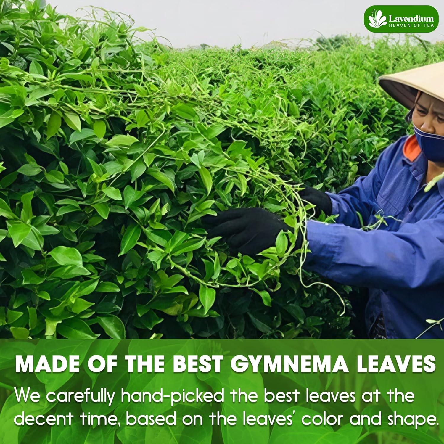 Premium Gymnema Leaf Tea Bags for Diabetics, 100% Natural &amp; Pure from Gymnema Leaves. by FreshDrinkUS - Natural and Premium Herbal Tea