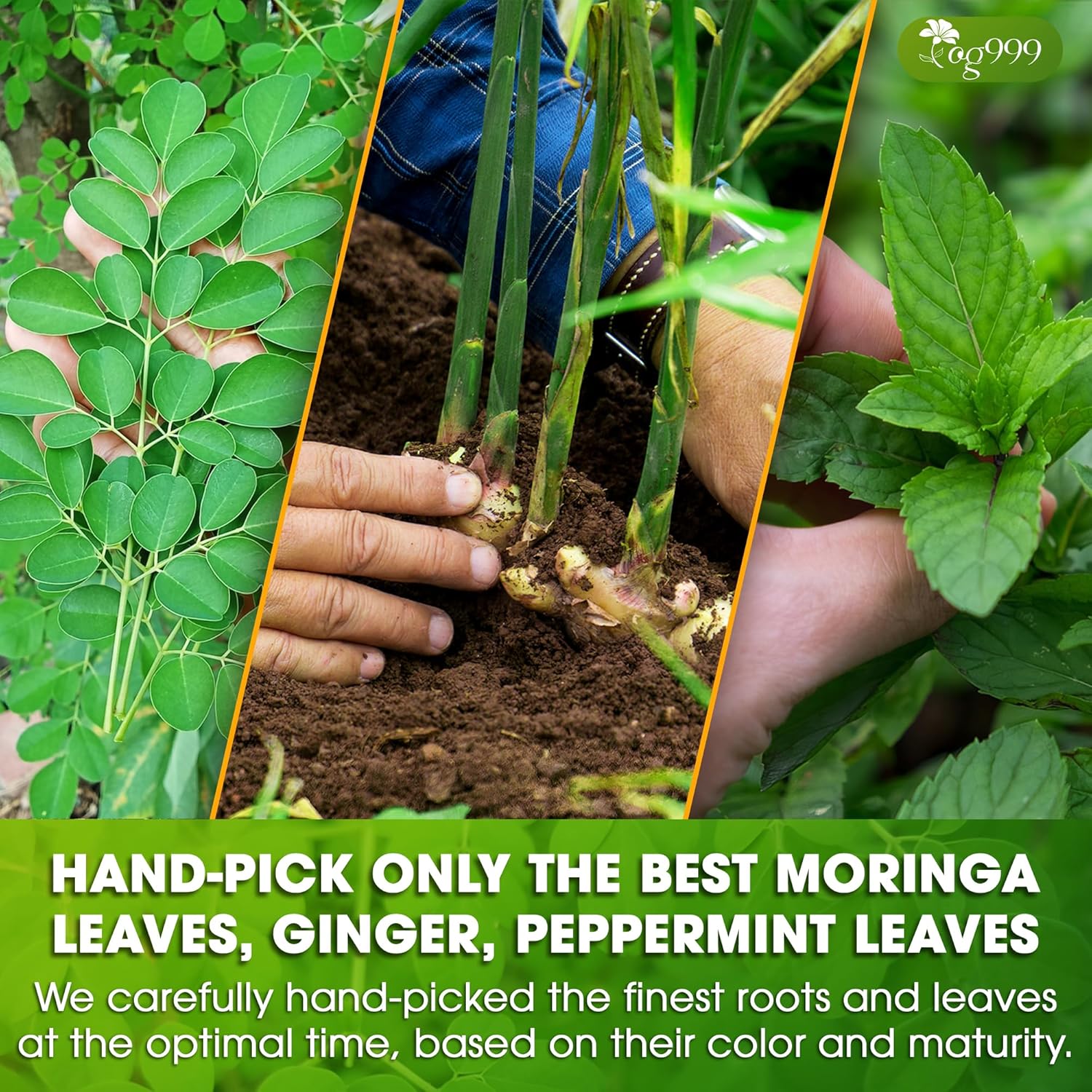 Premium Moringa Ginger Peppermint Herbal Tea by FreshDrinkUS - Natural and Premium Herbal Tea
