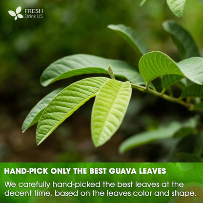 Natural Guava Leaves, Whole Dried Leaves, Cut-and-Sifted Guava leaves, 100% Pure from Guava Leaves, Natural Guava Loose Leaf Herbal Tea, No Additives, No Caffeine, Vegan by FreshDrinkUS - Natural and Premium Herbal Tea