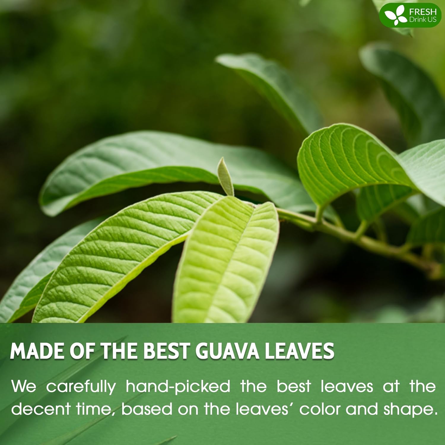 Premium Guava Leaf Tea Bags by FreshDrinkUS - Natural and Premium Herbal Tea