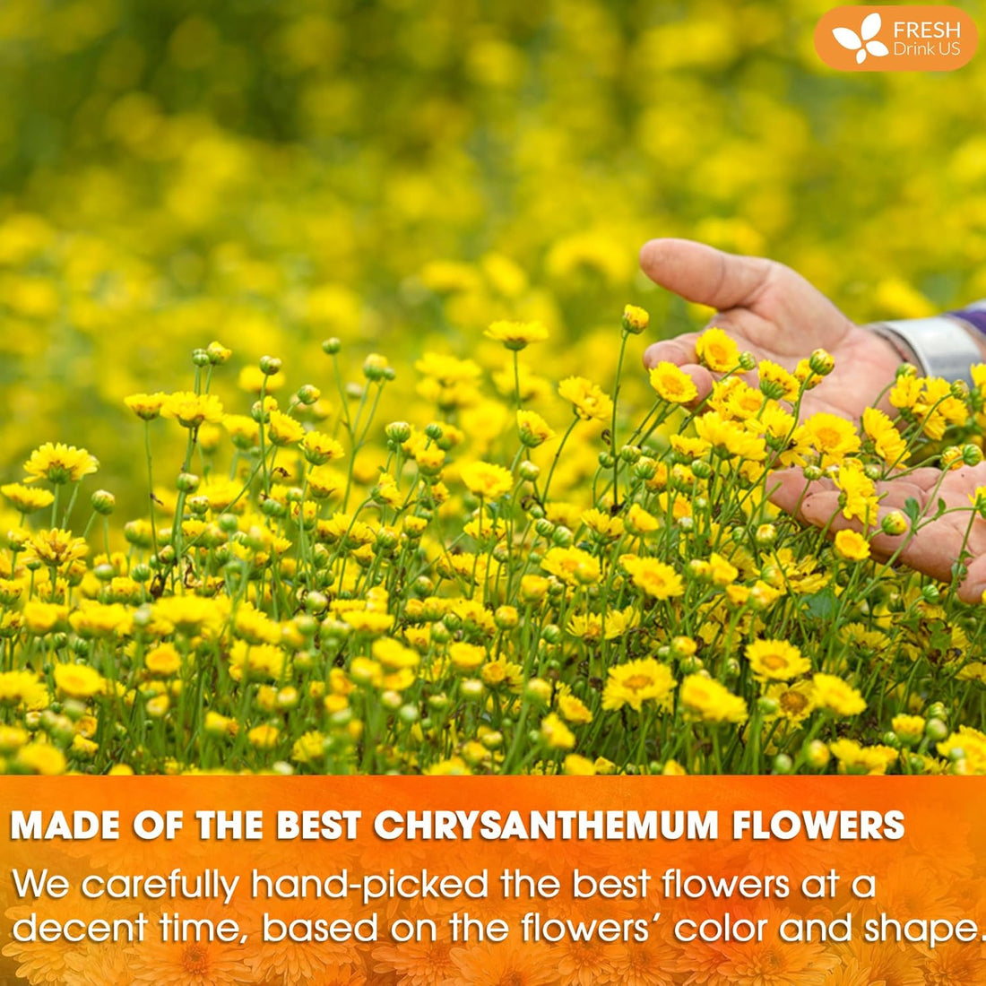 Premium Chrysanthemum Flowers, Chrysanthemum Herbal Tea, No Additives, No Caffeine, Vegan by FreshDrinkUS - Natural and Premium Herbal Tea