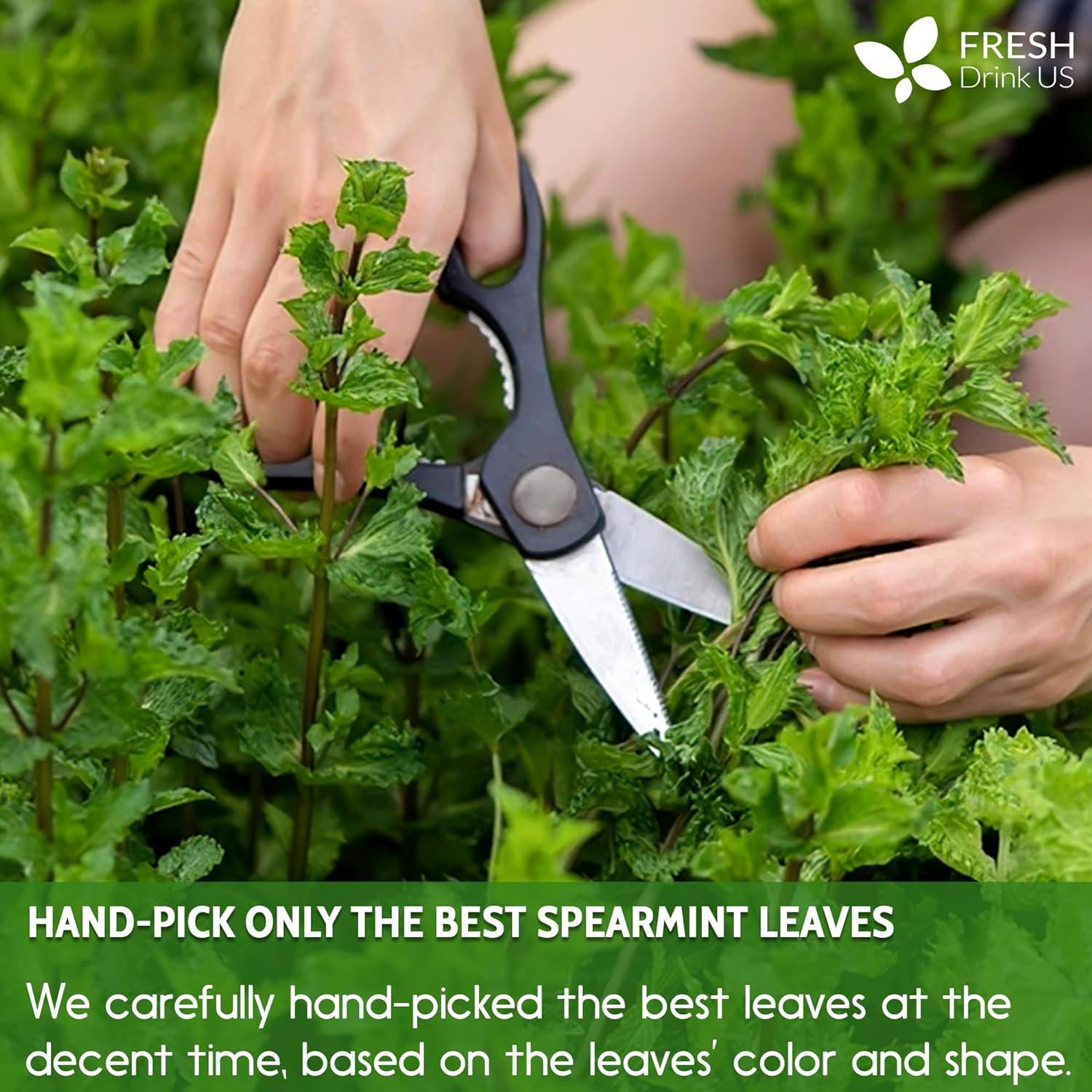 Spearmint Tea Bags, 100% Natural &amp; Pure Spearmint Leaves. Loose Leaf Spearmint Herbal Tea. Spearmint Leaf Tea. No Sugar, No Caffeine, No Gluten, Vegan. by FreshDrinkUS - Natural and Premium Herbal Tea
