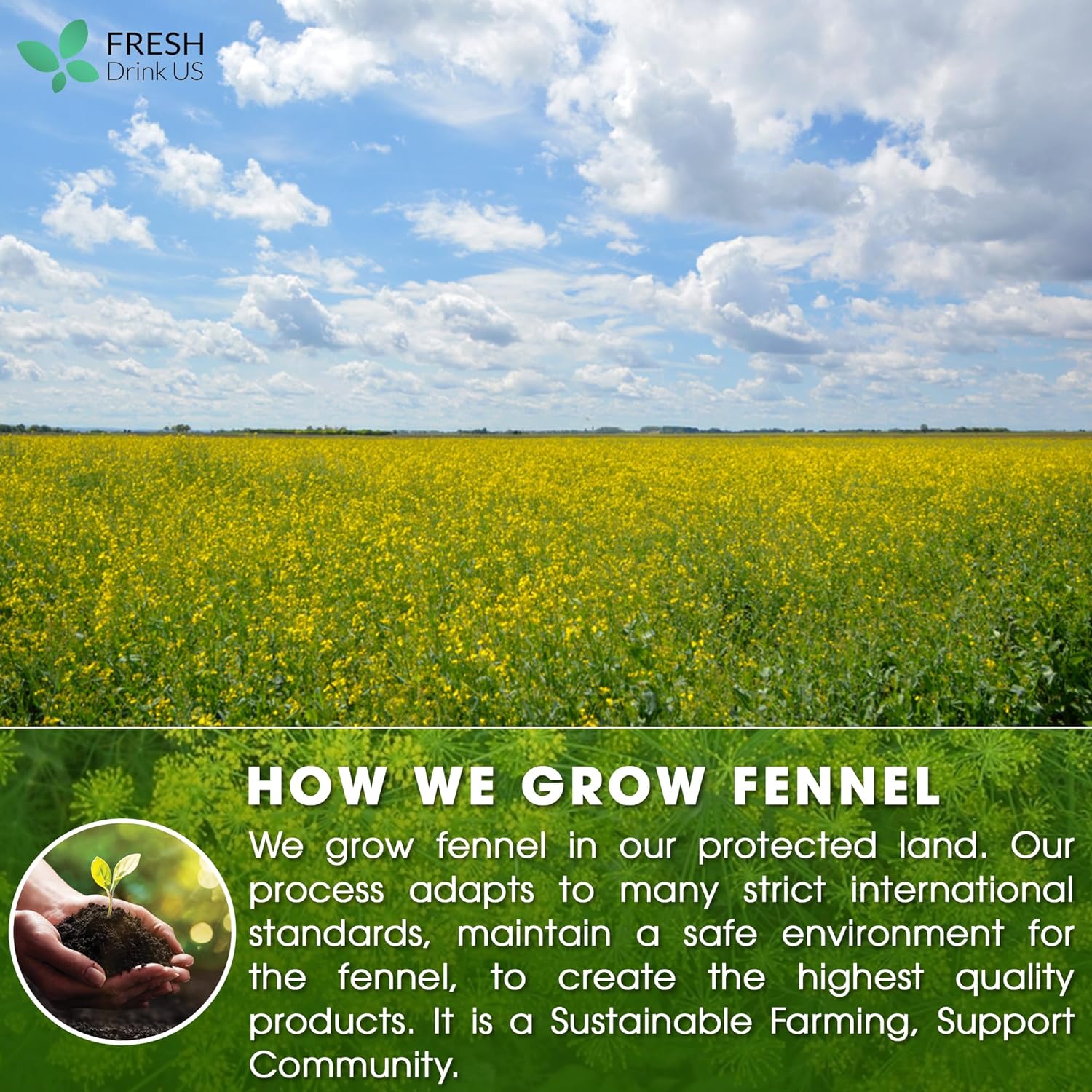 Premium Fennel Tea Bags, 100% Natural &amp; Pure from Fennel Seeds. Fennel Seed Herbal Tea. Fennel Seed Tea. Made with Natural Material Tea Bags. No Sugar, No Caffeine, No Gluten, Vegan. by FreshDrinkUS - Natural and Premium Herbal Tea