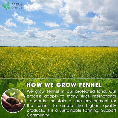 Premium Fennel Tea Bags, 100% Natural &amp; Pure from Fennel Seeds. Fennel Seed Herbal Tea. Fennel Seed Tea. Made with Natural Material Tea Bags. No Sugar, No Caffeine, No Gluten, Vegan. by FreshDrinkUS - Natural and Premium Herbal Tea