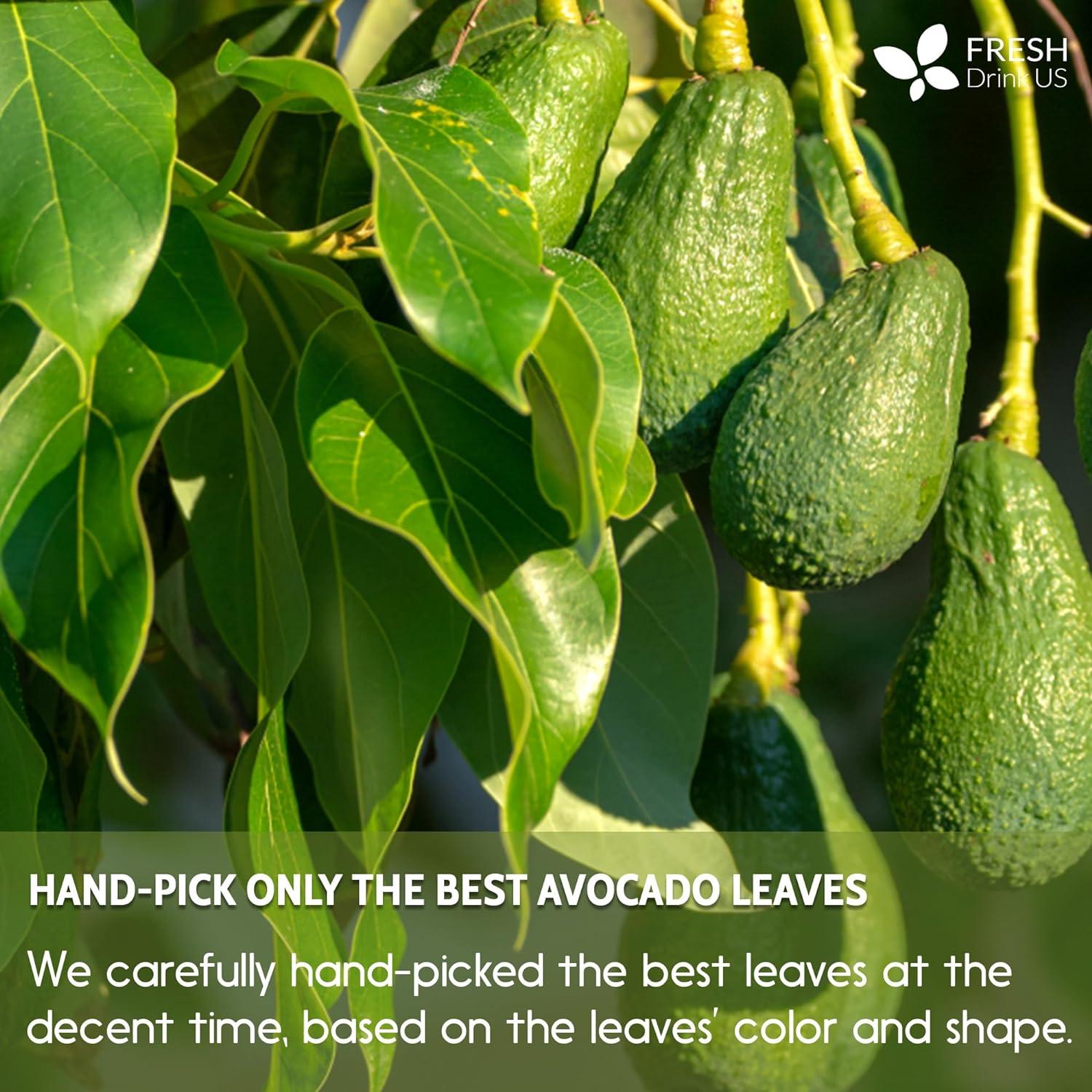 Natural Avocado Whole Leaves Dried, Tea Bags, 100% Pure from Avocado Leaves, Avocado Leaf Tea, Hojas de Aguacate Seca, No Additives, No Caffeine, Vegan by FreshDrinkUS - Natural and Premium Herbal Tea