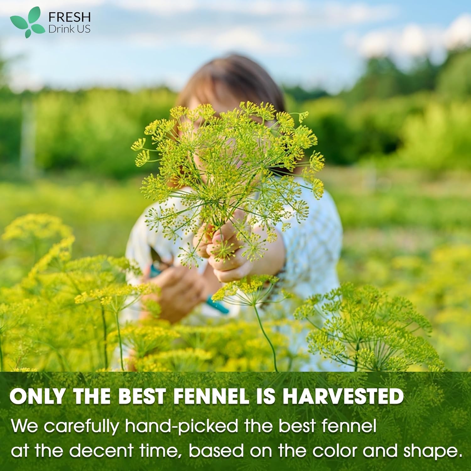 Premium Fennel Tea Bags, 100% Natural &amp; Pure from Fennel Seeds. Fennel Seed Herbal Tea. Fennel Seed Tea. Made with Natural Material Tea Bags. No Sugar, No Caffeine, No Gluten, Vegan. by FreshDrinkUS - Natural and Premium Herbal Tea
