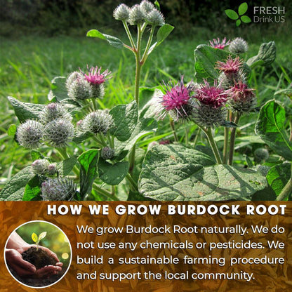 Burdock Root Powder, Burdock Root Extract, 100% Natural &amp; Pure from Burdock Root, Burdock Root Herbal Tea, No Additives, No Caffeine, Vegan by FreshDrinkUS - Natural and Premium Herbal Tea