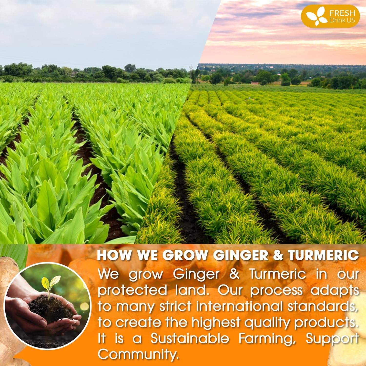 Premium Ginger Turmeric Tea Bags, Hand-made Blend of Ginger and Turmeric Herbal Tea, Eco-conscious Tea Bags. No Sugar, No Caffeine, No Gluten, Vegan. by FreshDrinkUS - Natural and Premium Herbal Tea
