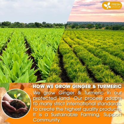 Premium Ginger Turmeric Tea Bags, Hand-made Blend of Ginger and Turmeric Herbal Tea, Eco-conscious Tea Bags. No Sugar, No Caffeine, No Gluten, Vegan. by FreshDrinkUS - Natural and Premium Herbal Tea