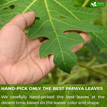 Premium Papaya Leaf Tea Bags, Made with Natural Material Tea Bags. No Sugar, No Caffeine, No Gluten, Vegan. by FreshDrinkUS - Natural and Premium Herbal Tea