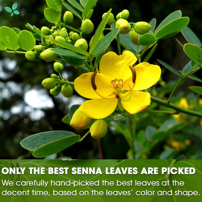 Premium Senna Leaf Tea Bags, 100% Natural &amp; Pure from Senna Leaves. Loose Leaf Senna Herbal Tea, Made with Natural Material Tea Bags, Senna Leaf Tea. No Sugar, No Caffeine, No Gluten, Vegan. by FreshDrinkUS - Natural and Premium Herbal Tea