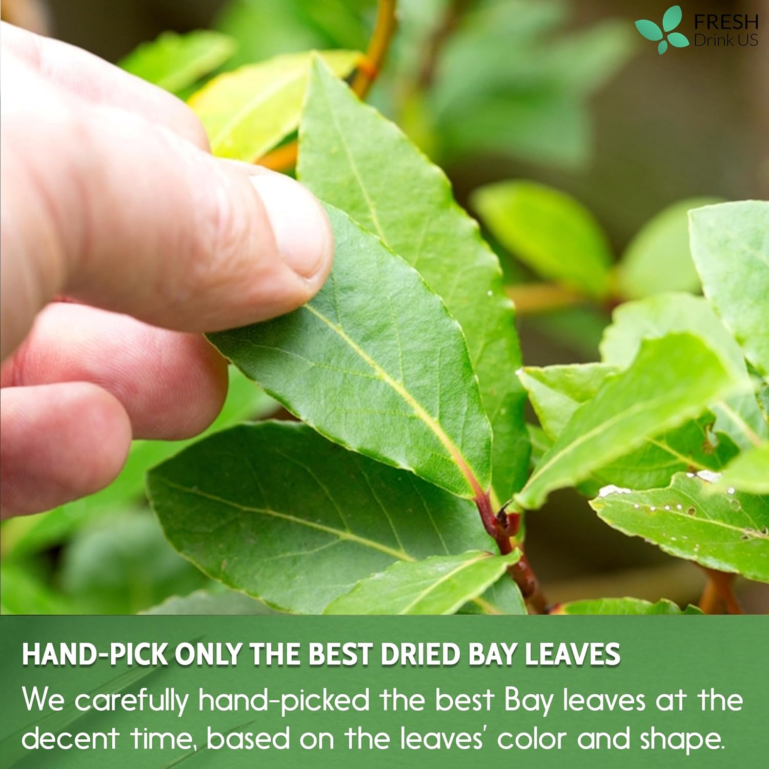 Premium Dried Bay Leaves, Tea Bags, Powder, Bay Leaves Spice, Whole Nice Leaves, Wildcrafted, Fresh Harvested, Bay Leaves For Cooking, Sugar-Free, Gluten Free, Caffeine Free, Vegan by FreshDrinkUS - Natural and Premium Herbal Tea