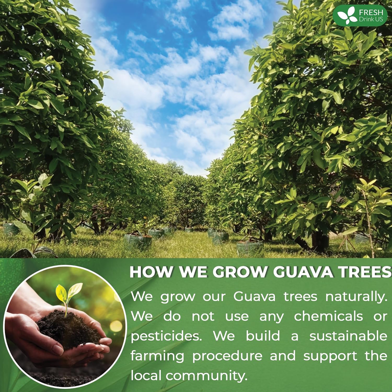 Premium Guava Leaf Tea Bags by FreshDrinkUS - Natural and Premium Herbal Tea