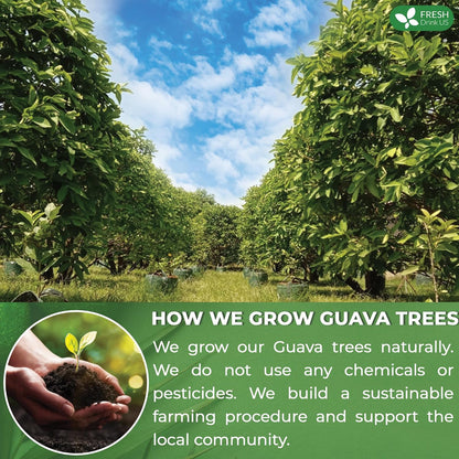 Premium Guava Leaf Tea Bags by FreshDrinkUS - Natural and Premium Herbal Tea