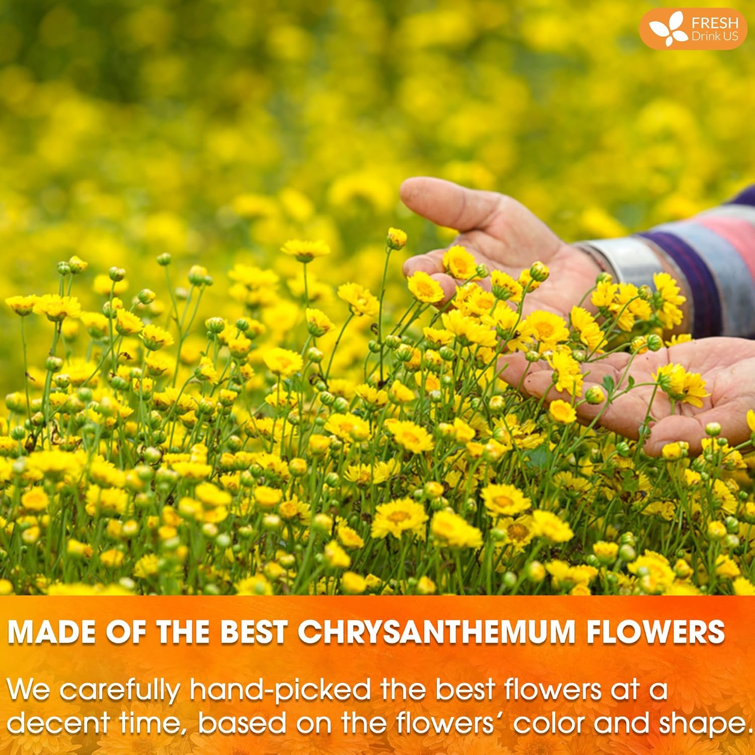 Premium 75 Chrysanthemum Flower Tea Bags by FreshDrinkUS - Natural and Premium Herbal Tea
