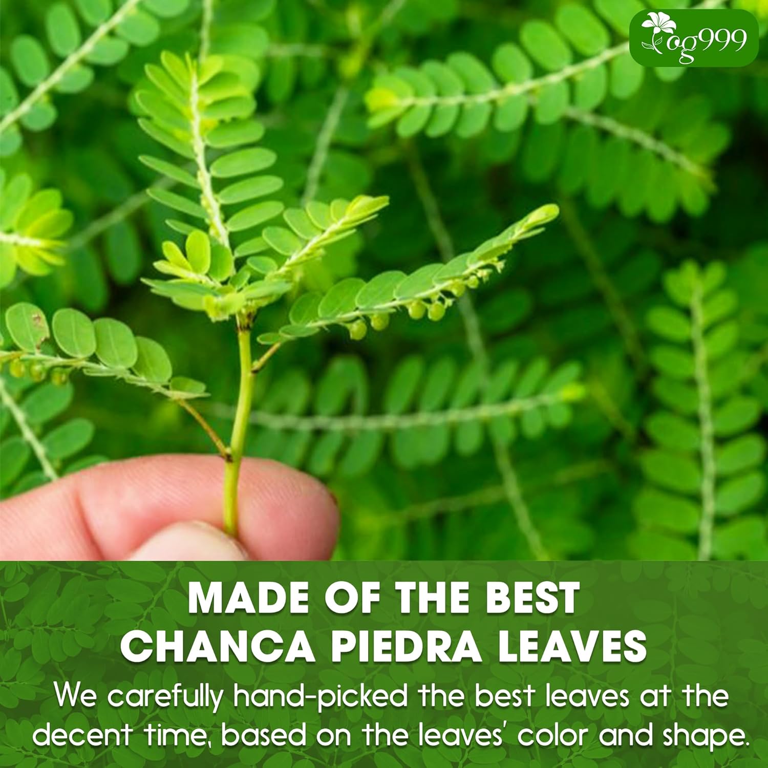 Dried Chanca Piedra Leaves, Chanca Piedra Tea “Stone Breaker” Tea Bags by FreshDrinkUS - Natural and Premium Herbal Tea