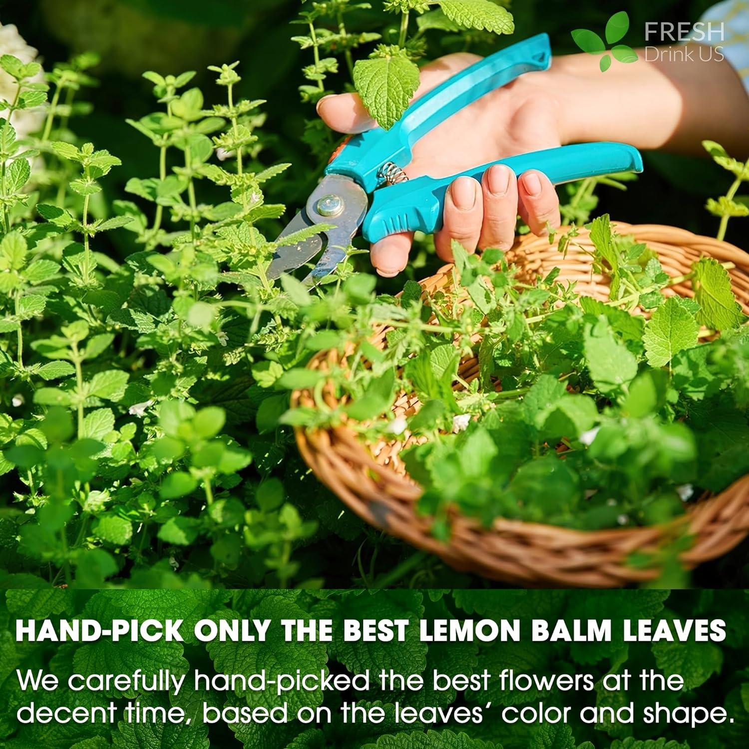 Premium Lemon Balm Leaf Tea Bags, 100% Natural &amp; Pure from Lemon Balm Leaves. Loose Leaf Lemon Balm Herbal Tea. Lemon Balm Leaf Tea. No Sugar, No Caffeine, No Gluten, Vegan. by FreshDrinkUS - Natural and Premium Herbal Tea