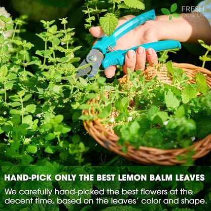 Premium Lemon Balm Leaf Tea Bags, 100% Natural &amp; Pure from Lemon Balm Leaves. Loose Leaf Lemon Balm Herbal Tea. Lemon Balm Leaf Tea. No Sugar, No Caffeine, No Gluten, Vegan. by FreshDrinkUS - Natural and Premium Herbal Tea