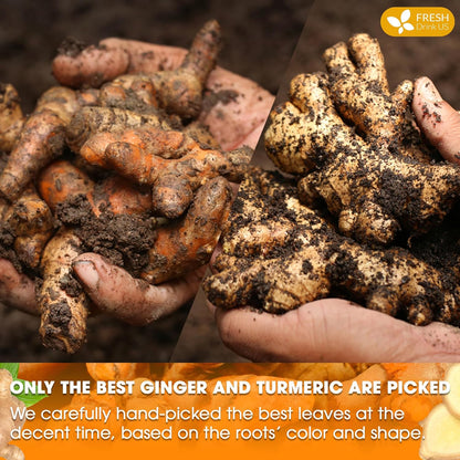 Premium Ginger Turmeric Tea Bags, Hand-made Blend of Ginger and Turmeric Herbal Tea, Eco-conscious Tea Bags. No Sugar, No Caffeine, No Gluten, Vegan. by FreshDrinkUS - Natural and Premium Herbal Tea