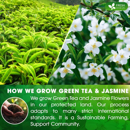 Premium Jasmine Green Tea Bags. Jasmine Green Herbal Tea. Made with Natural Material Tea Bags. No Sugar, No Gluten, Vegan. by FreshDrinkUS - Natural and Premium Herbal Tea