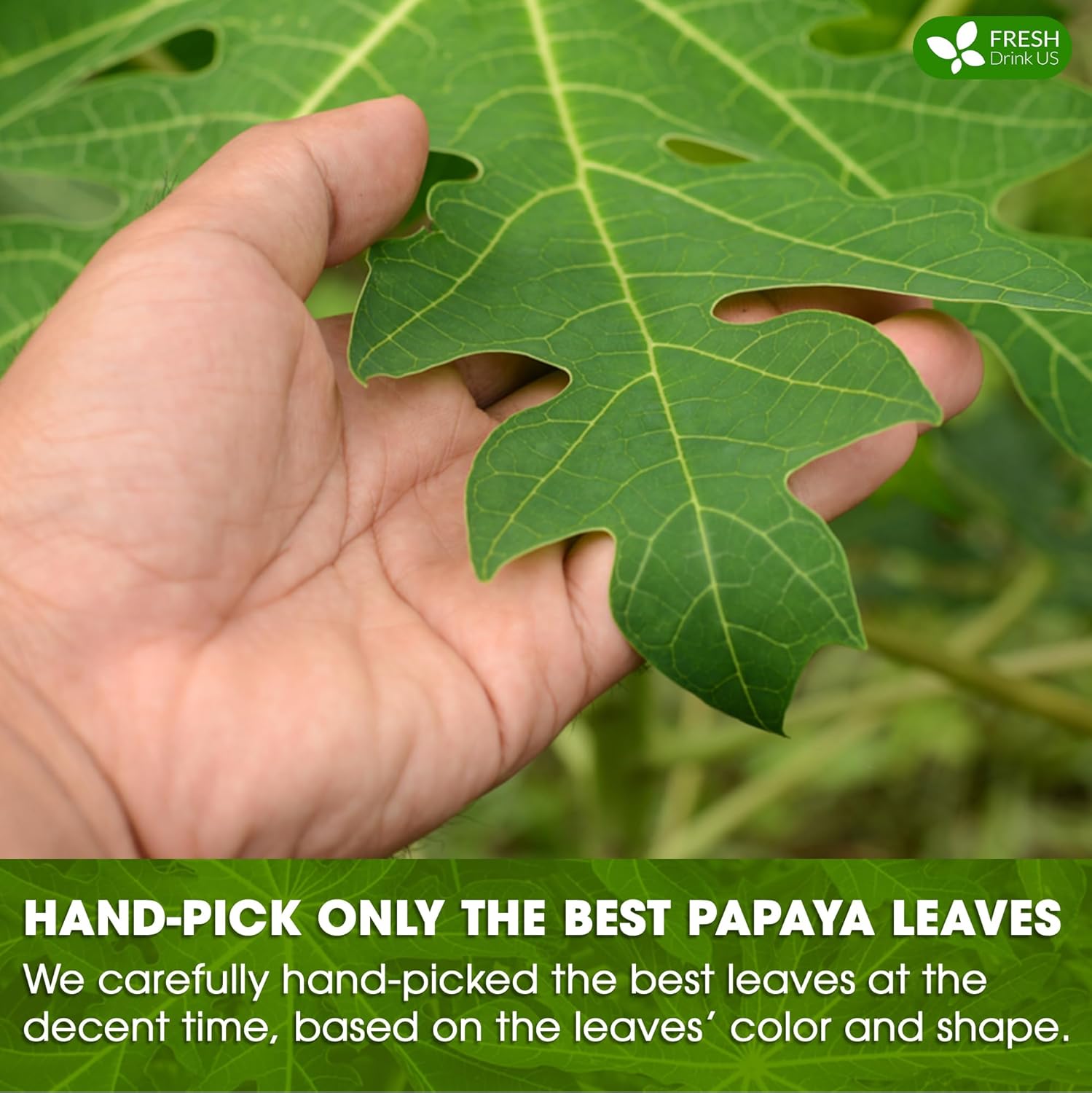 Premium Papaya Dried Leaves, Papaya Loose Leaf Herbal Tea, No Additives, No Caffeine, Vegan by FreshDrinkUS - Natural and Premium Herbal Tea