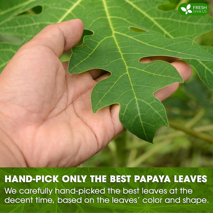 Premium Papaya Dried Leaves, Papaya Loose Leaf Herbal Tea, No Additives, No Caffeine, Vegan by FreshDrinkUS - Natural and Premium Herbal Tea