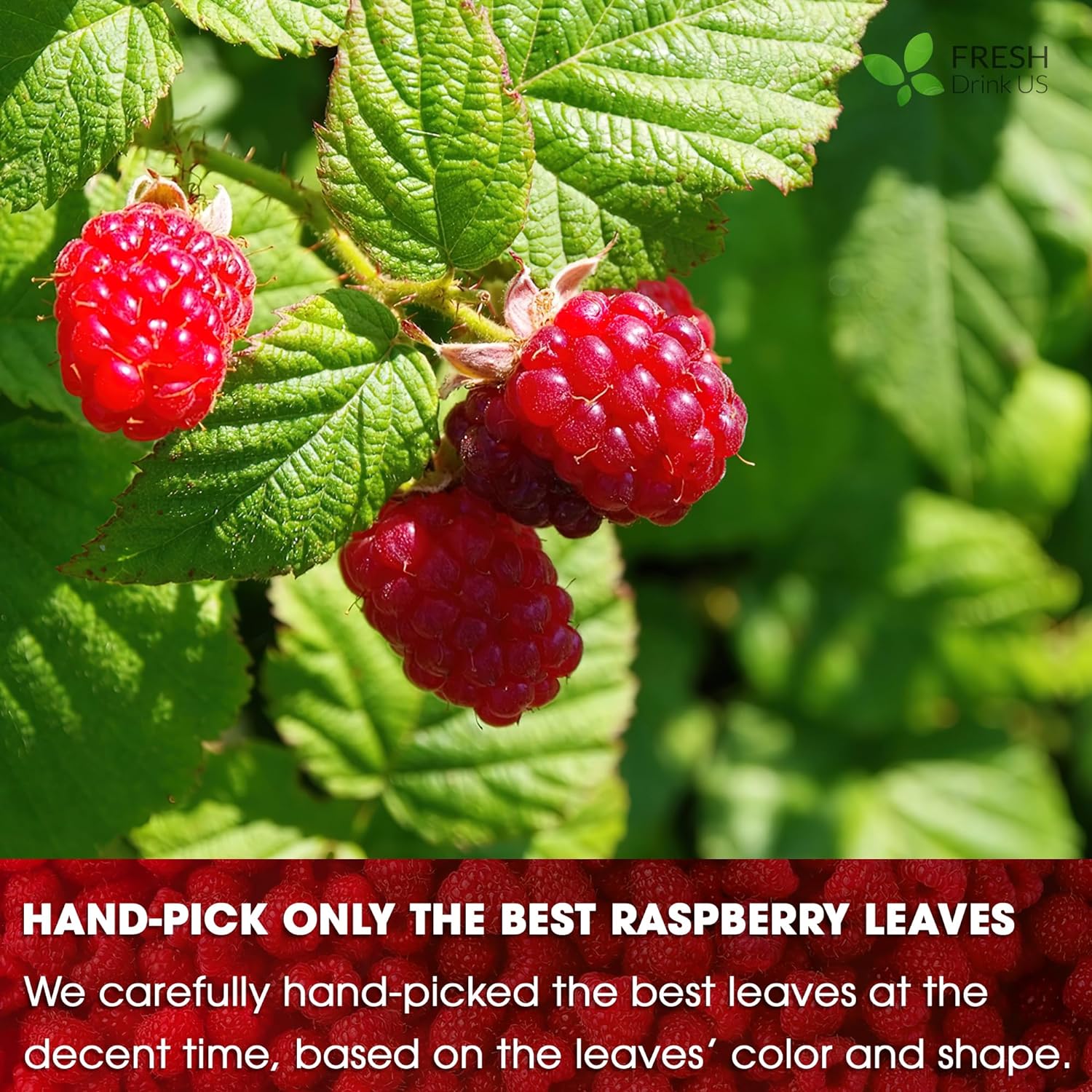 Raspberry Leaf Tea Bags, 100% Natural &amp; Pure from Raspberry Leaves. Loose Leaf Raspberry Herbal Tea, Made with Natural Material Tea Bags, Raspberry Leaf Tea. No Sugar, No Caffeine, No Gluten, Vegan. by FreshDrinkUS - Natural and Premium Herbal Tea