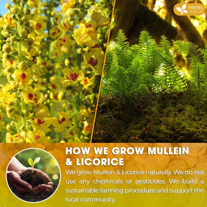 Premium Mullein Licorice Tea Bags. 100% Natural, Blend of Mullein Leaves, and Licorice Root. by FreshDrinkUS - Natural and Premium Herbal Tea