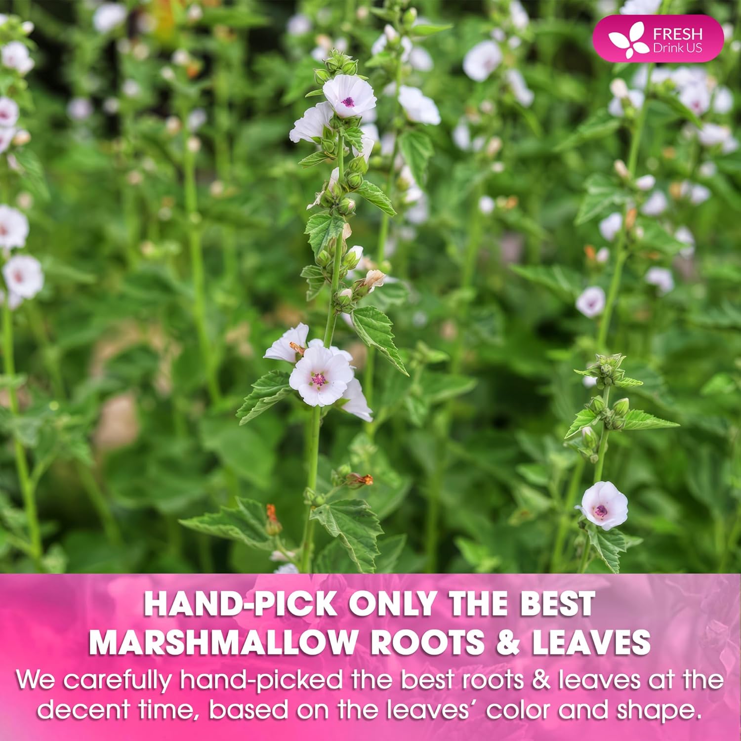 Premium Marshmallow Root and Leaf Tea Bags, 100% Natural &amp; Pure. by FreshDrinkUS - Natural and Premium Herbal Tea