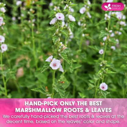 Premium Marshmallow Root and Leaf Tea Bags, 100% Natural &amp; Pure. by FreshDrinkUS - Natural and Premium Herbal Tea