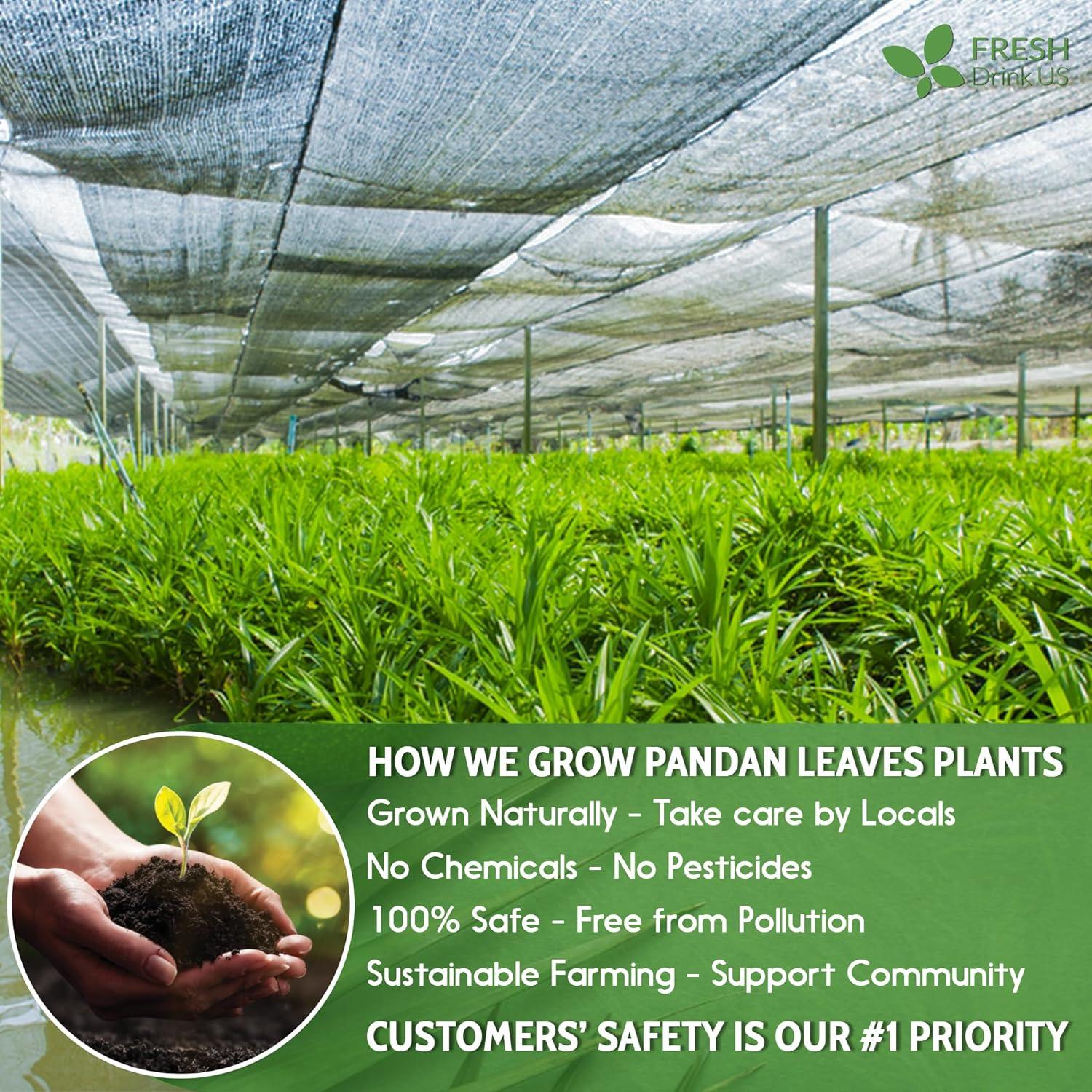 Natural Pandan Leaves Dried, No Additives, No Caffeine, Vegan by FreshDrinkUS - Natural and Premium Herbal Tea