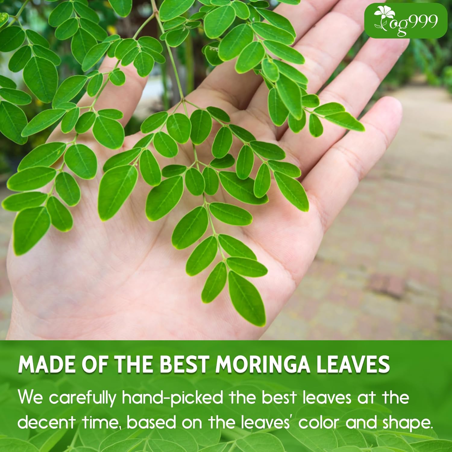 Premium Moringa Leaf Powder, 100% Natural and Pure from Moringa Leaves, No Additives, No Gluten, No Sugar, Vegan by FreshDrinkUS - Natural and Premium Herbal Tea