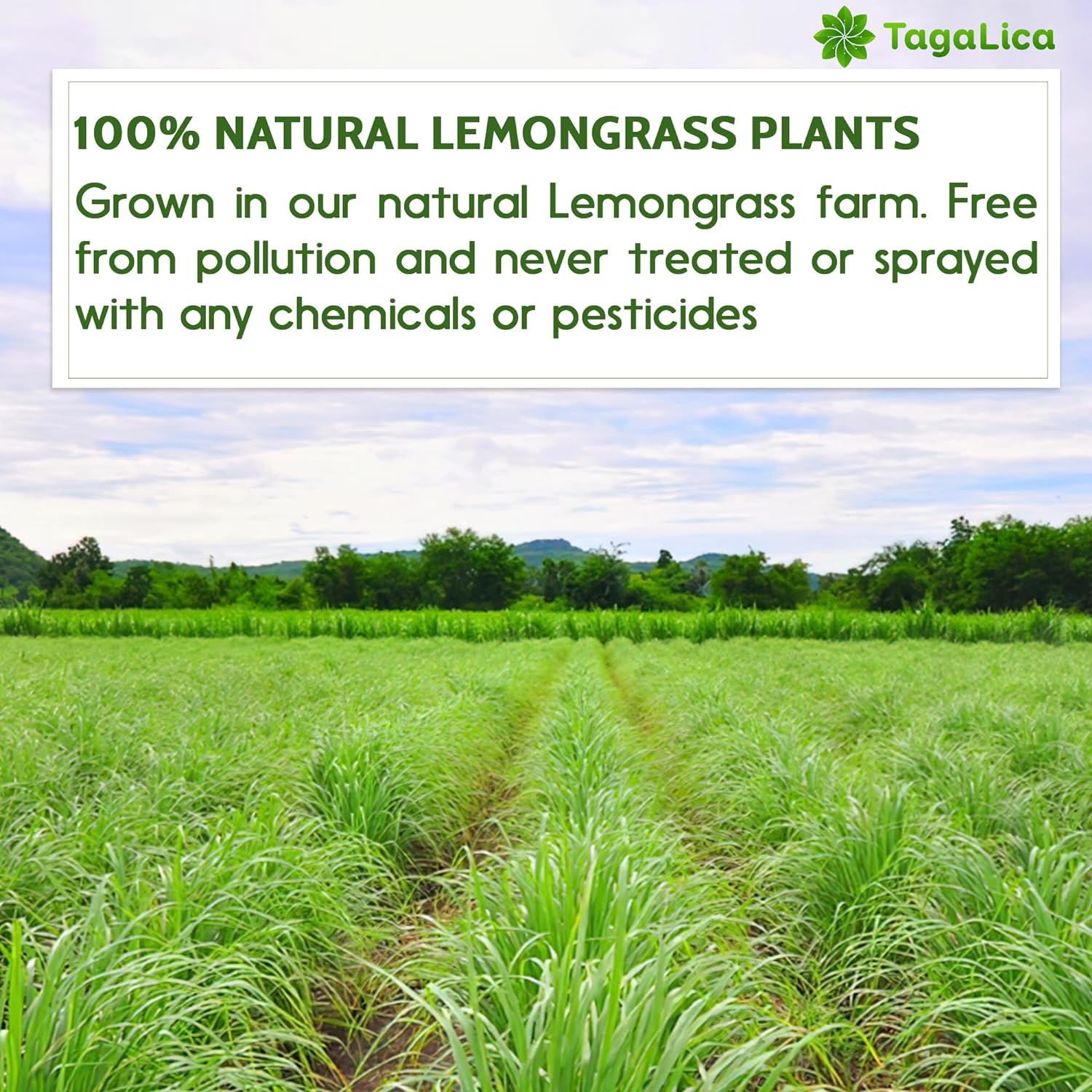 Lemongrass Tea Bags, 100% Natural &amp; Pure Lemongrass leaves, Eco-Conscious Tea Bags, Lemongrass Herbal Tea. Lemongrass Leaf Tea. No Sugar, No Caffeine, No Gluten, Vegan. by FreshDrinkUS - Natural and Premium Herbal Tea