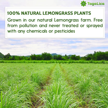 Lemongrass Tea Bags, 100% Natural &amp; Pure Lemongrass leaves, Eco-Conscious Tea Bags, Lemongrass Herbal Tea. Lemongrass Leaf Tea. No Sugar, No Caffeine, No Gluten, Vegan. by FreshDrinkUS - Natural and Premium Herbal Tea