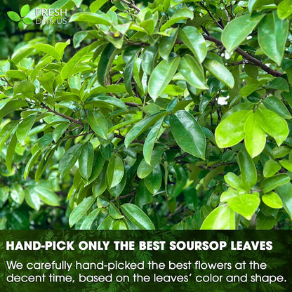 Premium Soursop Leaves Tea bags, Dried Soursop Leaves, Soursop Leaf Powder, Guanabana Leaves Tea, Hoja Guanabana Tea by FreshDrinkUS - Natural and Premium Herbal Tea