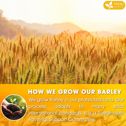 Premium Barley Tea Bags, 100% Natural &amp; Pure from Barley. Loose Barey Herbal Tea. No Sugar, No Caffeine, No Gluten, Vegan. by FreshDrinkUS - Natural and Premium Herbal Tea