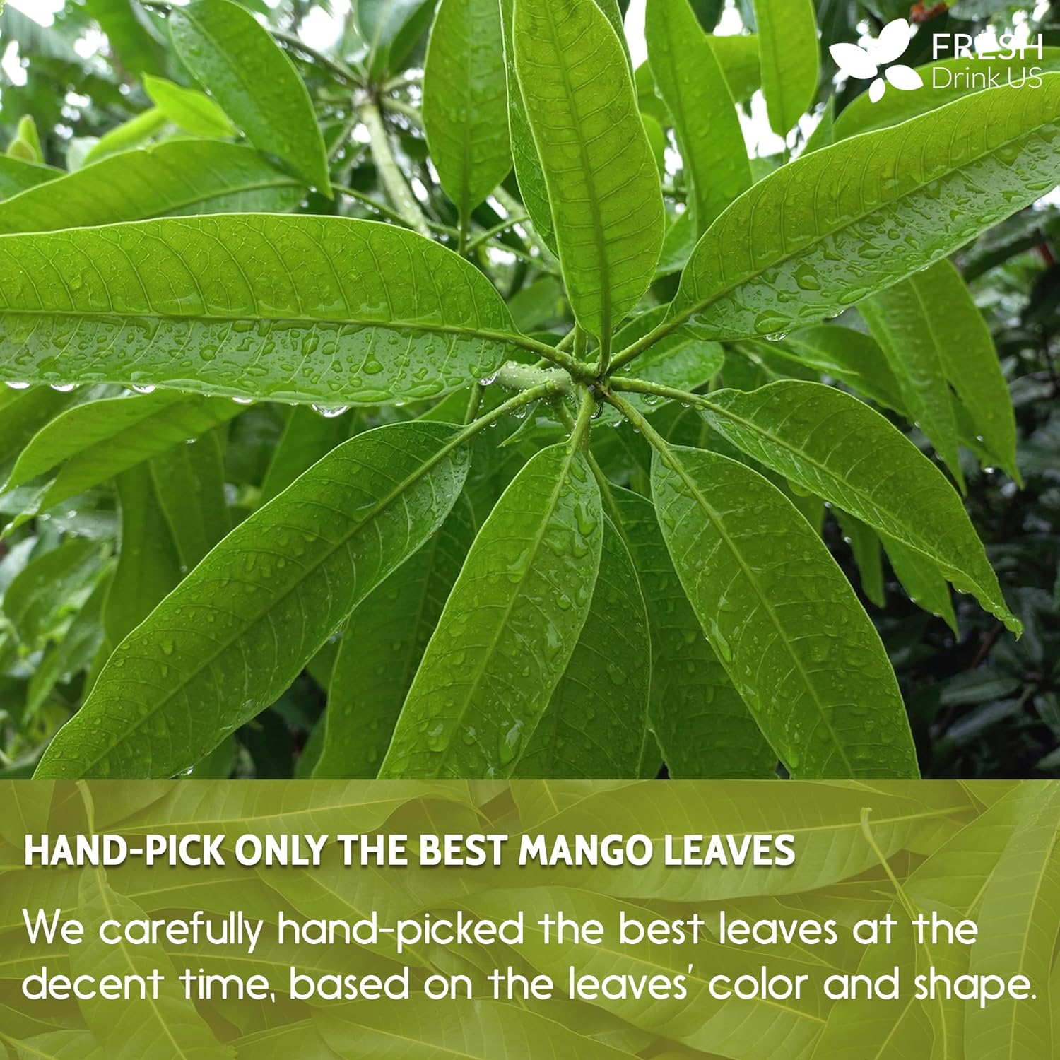 Mango Leaf, Whole Dried Leaves, Tea Bags, Powder, 100% Natural &amp; Pure from Mango Leaves. Mango Dried Leaves. Loose Leaf Mango Herbal Tea. Mango Leaf Tea. No Sugar, No Caffeine, No Gluten, Vegan. by FreshDrinkUS - Natural and Premium Herbal Tea