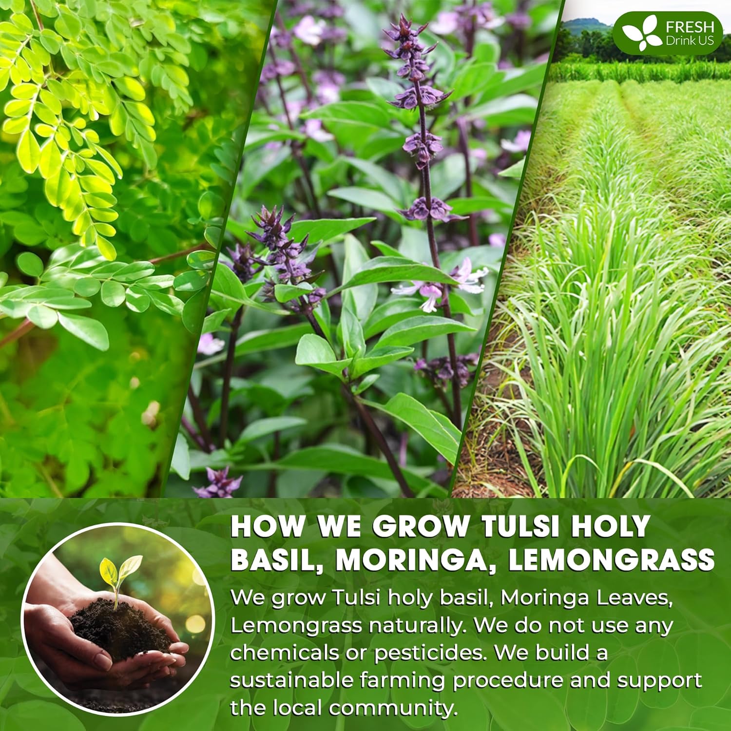 Premium Tulsi Moringa Lemongrass Tea Bags, 100% Natural &amp; Pure from Tulsi Holy Basil Leaves, Moringa &amp; Lemongrass. by FreshDrinkUS - Natural and Premium Herbal Tea