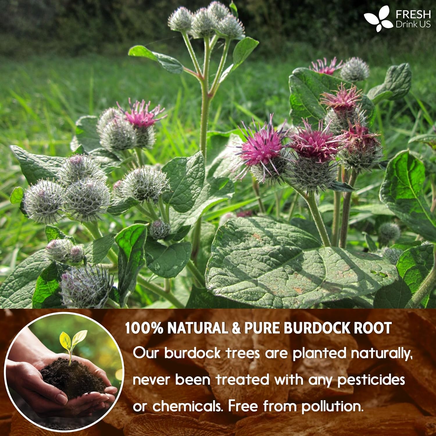 Burdock Root Tea Bags, 100% Natural &amp; Pure from Burdock Root. Burdock Root Herbal Tea. Burdock Root Tea. No Sugar, No Caffeine, No Gluten, Vegan. by FreshDrinkUS - Natural and Premium Herbal Tea