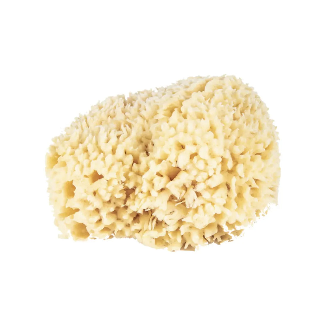 The Sponge Company Natural Bathing Sea Sponge 
