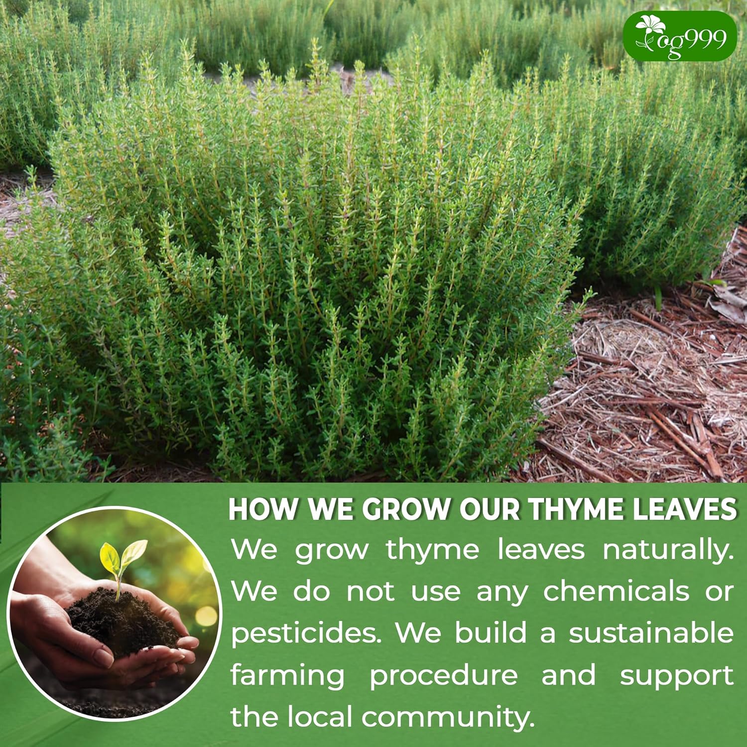 Premium 40 Thyme Leaf Tea Bags, 100% Natural &amp; Pure, Loose Leaf Herbal Tea. by FreshDrinkUS - Natural and Premium Herbal Tea