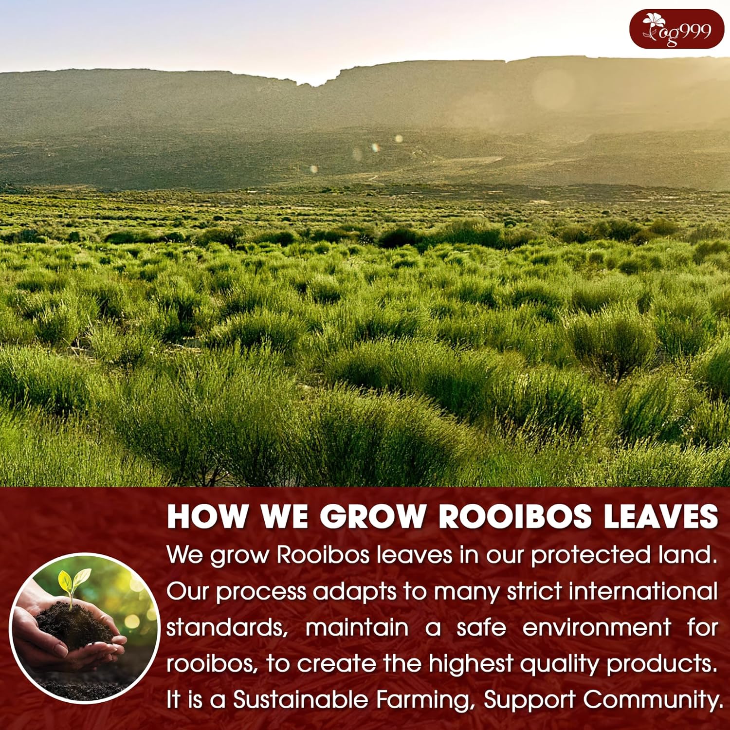 Premium Red Rooibos Tea Bags, 100% Natural &amp; Pure from Rooibos Tea Leaves. Loose Leaf Rooibos Herbal Tea. Made with Natural Material Tea Bags. No Sugar, No Caffeine, No Gluten, Vegan. by FreshDrinkUS - Natural and Premium Herbal Tea