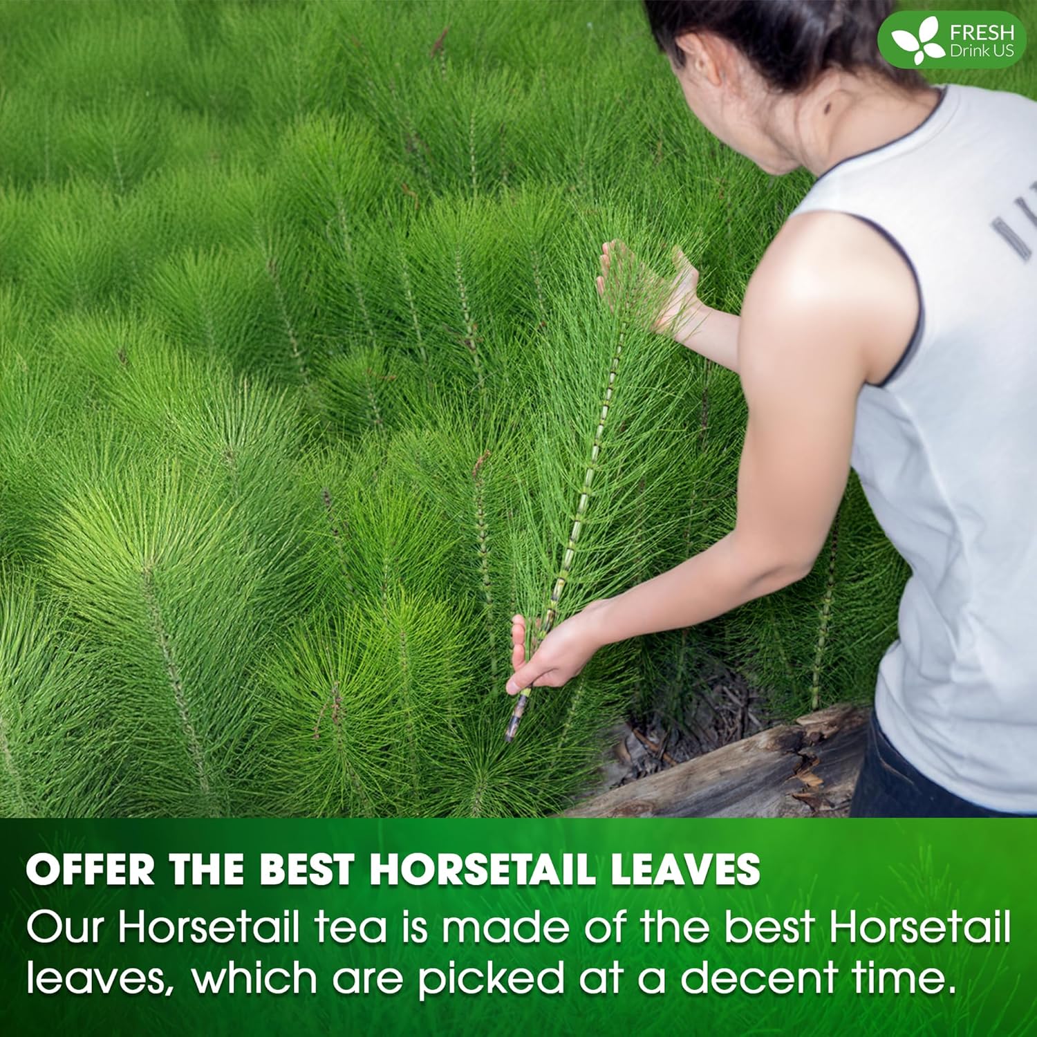 Premium Horsetail Leaf Tea Bags, 100% Natural &amp; Pure from Horsetail Loose Leaves Herbal Tea. No Sugar, No Caffeine, No Gluten, Vegan. by FreshDrinkUS - Natural and Premium Herbal Tea
