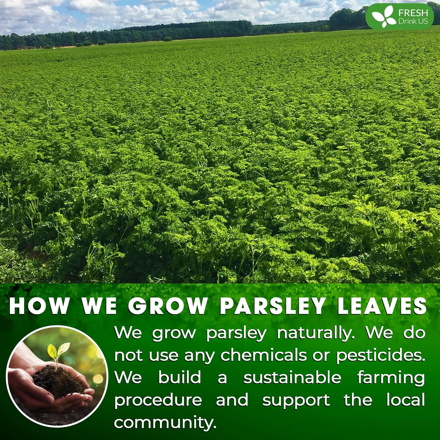 Premium Parsley Leaf Tea Bags, 100% Natural &amp; Pure from Parsley Leaves. by FreshDrinkUS - Natural and Premium Herbal Tea