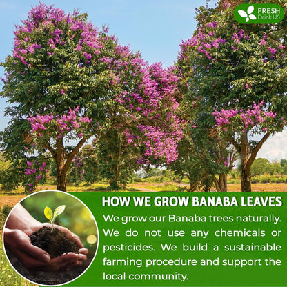 Premium Banaba Dried Leaves by FreshDrinkUS - Natural and Premium Herbal Tea