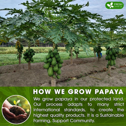 Premium Papaya Dried Leaves, Papaya Loose Leaf Herbal Tea, No Additives, No Caffeine, Vegan by FreshDrinkUS - Natural and Premium Herbal Tea