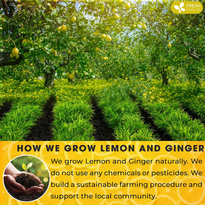 Premium Lemon Ginger Tea Bag, Eco-conscious Tea Bags. Lemon Ginger Herbal Tea. No Sugar, No Caffeine, No Gluten, Vegan. by FreshDrinkUS - Natural and Premium Herbal Tea