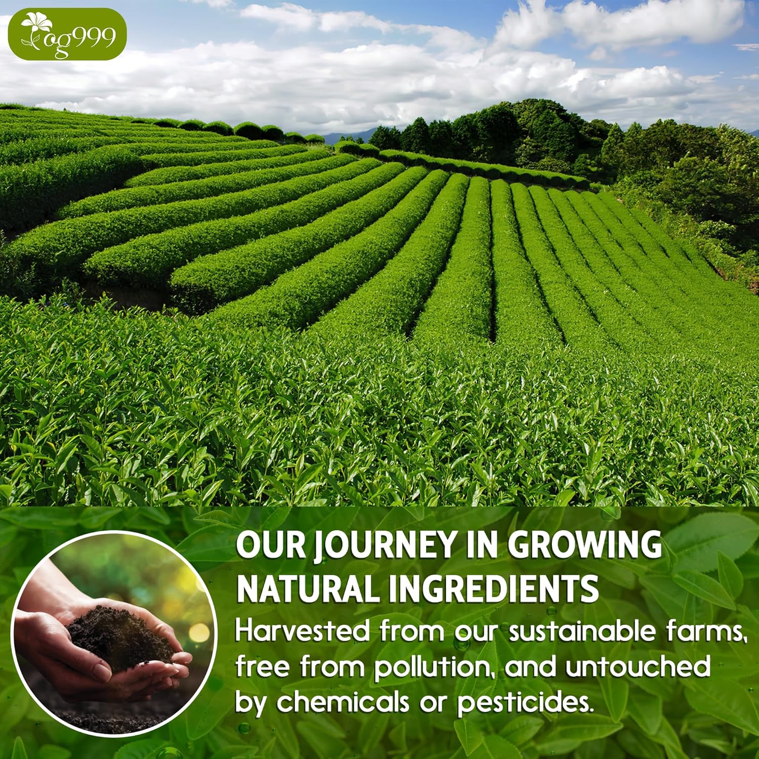 Premium Sencha Green Tea Bags, 100% Natural &amp; Pure from Sencha Green Tea Leaves by FreshDrinkUS - Natural and Premium Herbal Tea